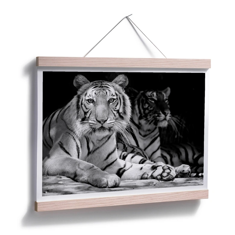 Poster Zwei Königstiger - schwarz/weiß 