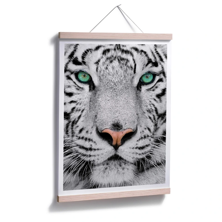 Poster Gorgeous Sumatran Tiger 