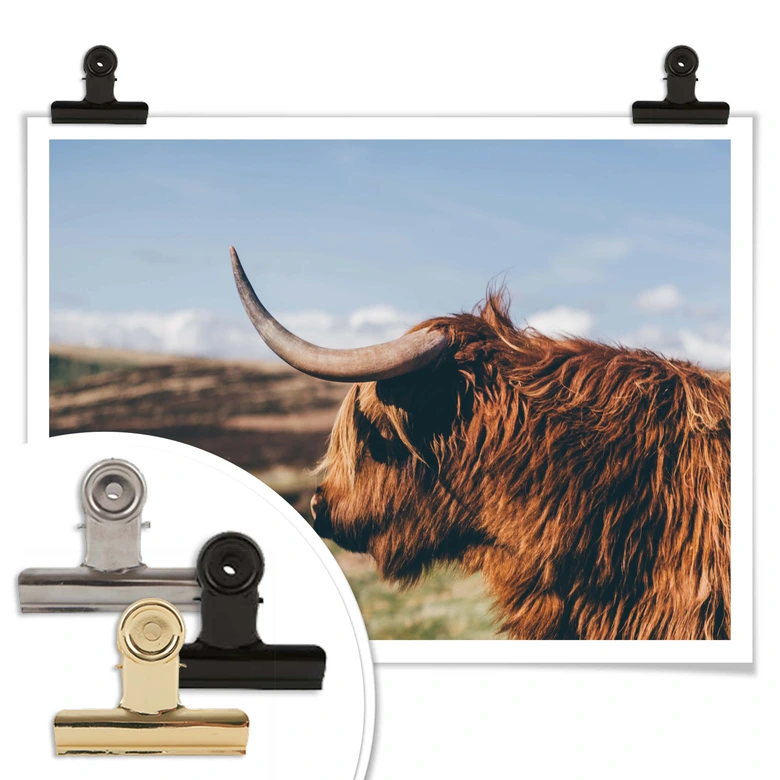 Poster - Highland Cow 02 