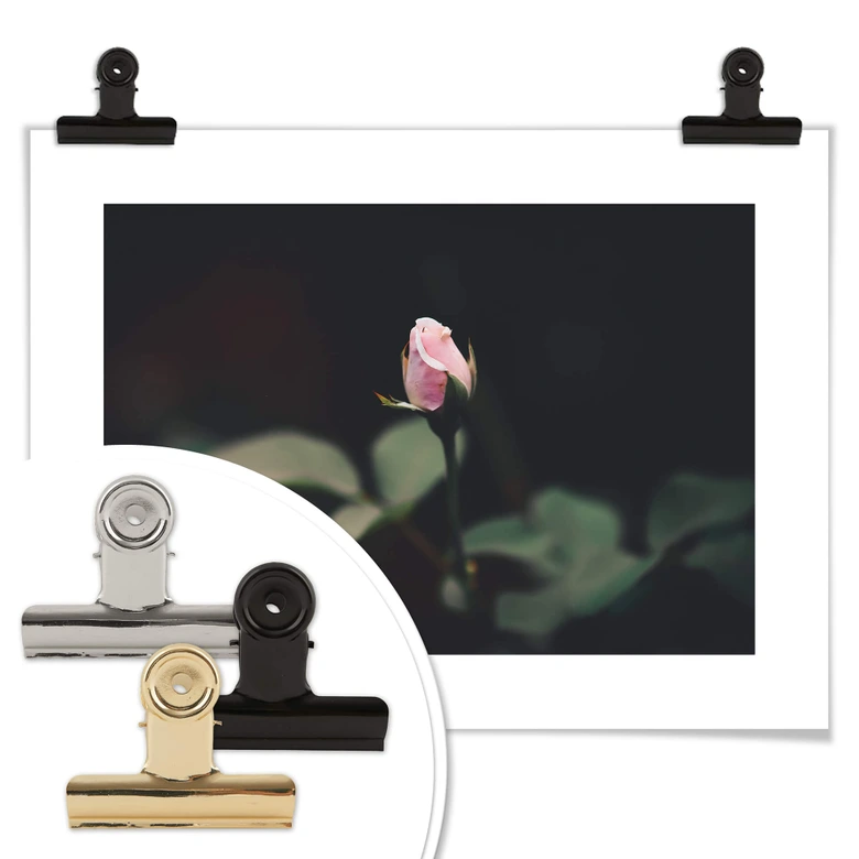 Poster Blüte einer Rose 