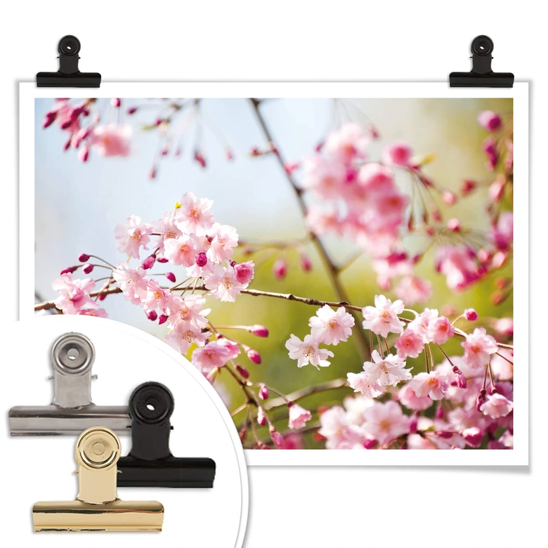 Poster Cherry Blossoms 