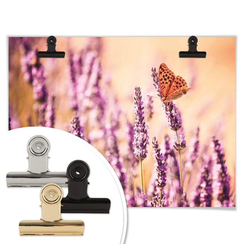 Poster Colombo - Der Schmetterling im Lavendel 