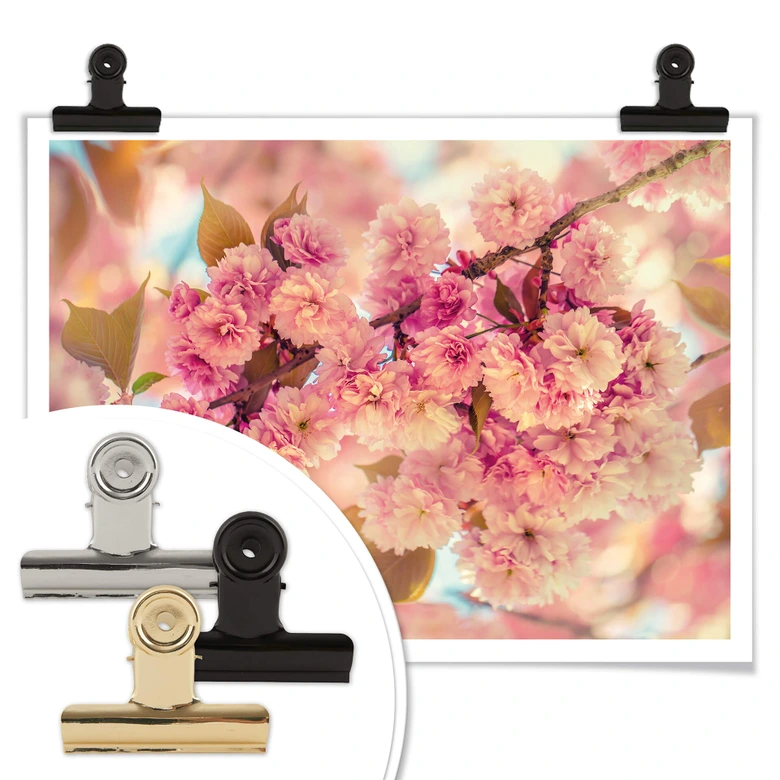 Poster Delgado - Körsbärsblommor 