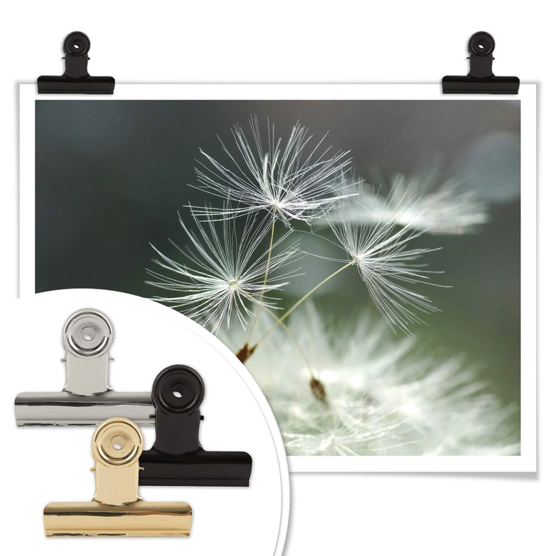 Póster Delgado - Variedad de diente de león 