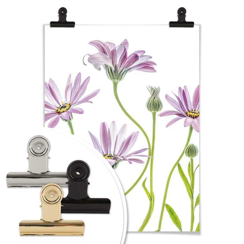 Poster Disher - Gänseblümchen 