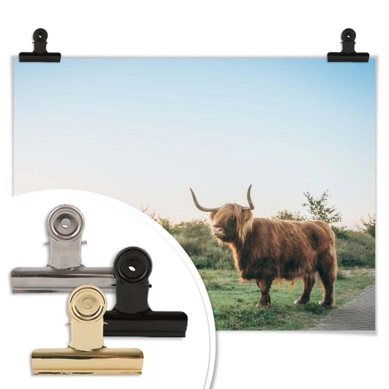 Póster Vaca de las Tierras Altas 01 