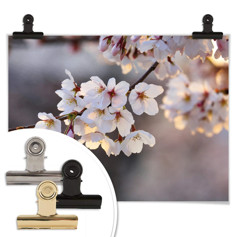Poster Sakura branch 