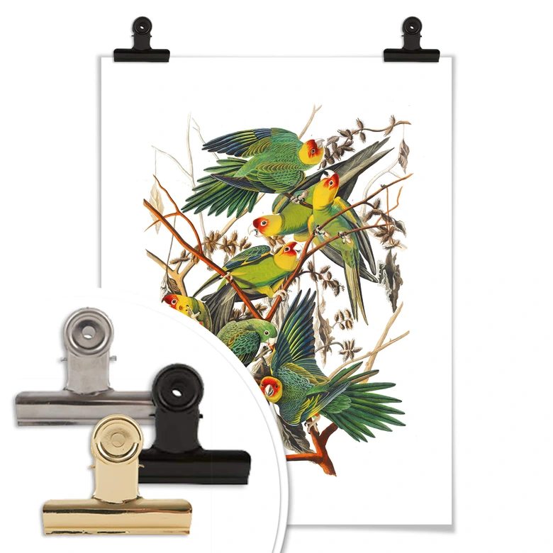 Papugi z Plakatu 