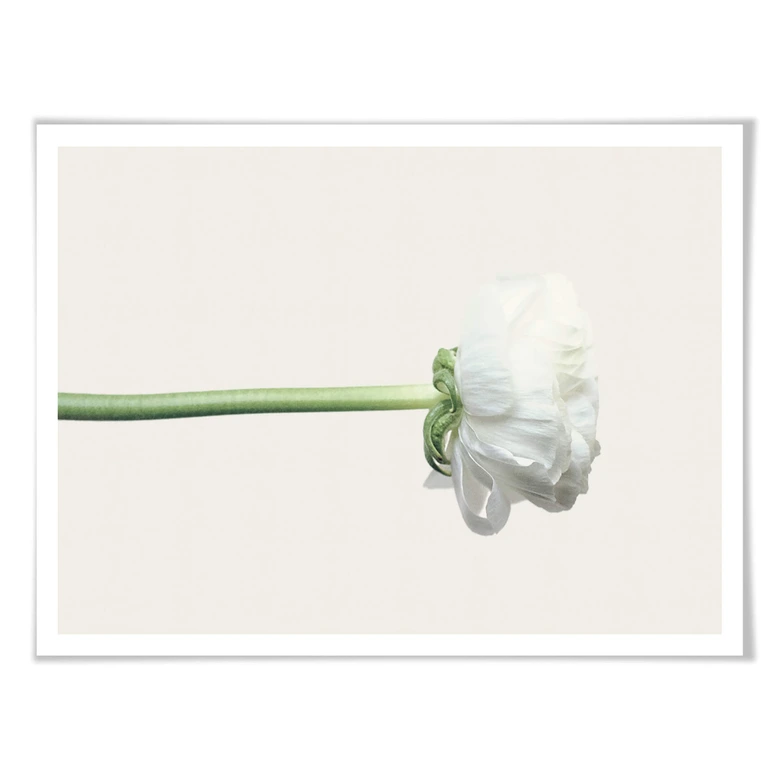 Assortiment affiches avec cadres - Renoncules 