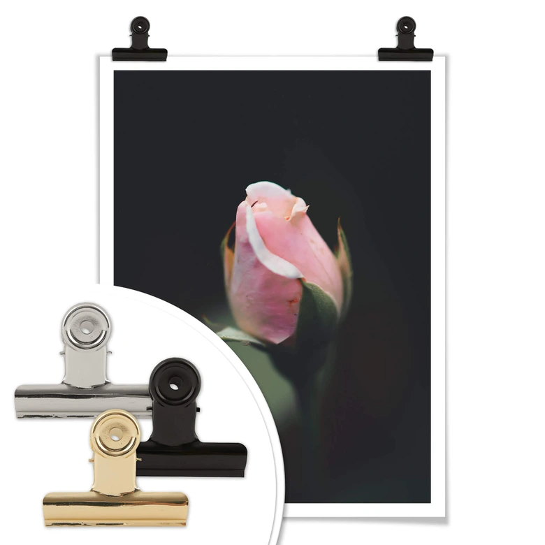 Poster Rosa Blüte einer Rose 
