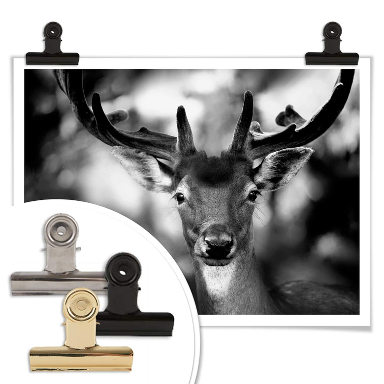 Poster Sandra - Jeune cerf 