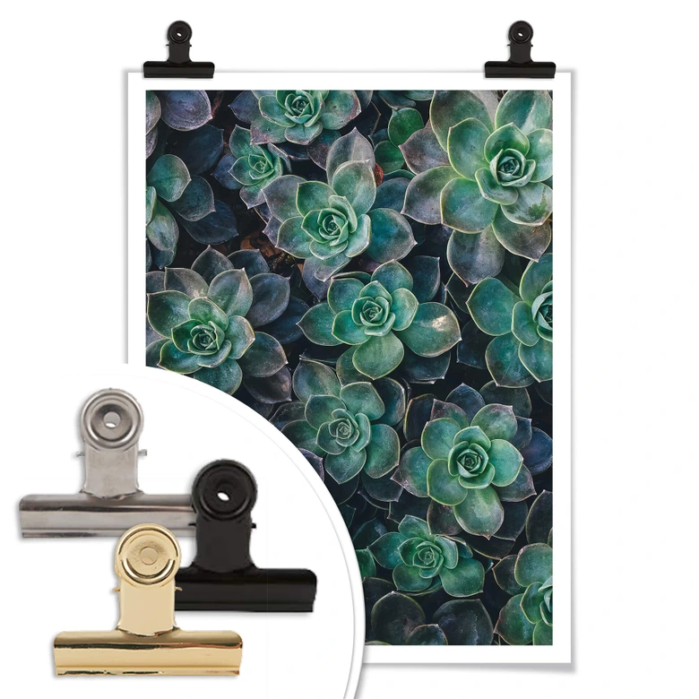 Poster Succulents 