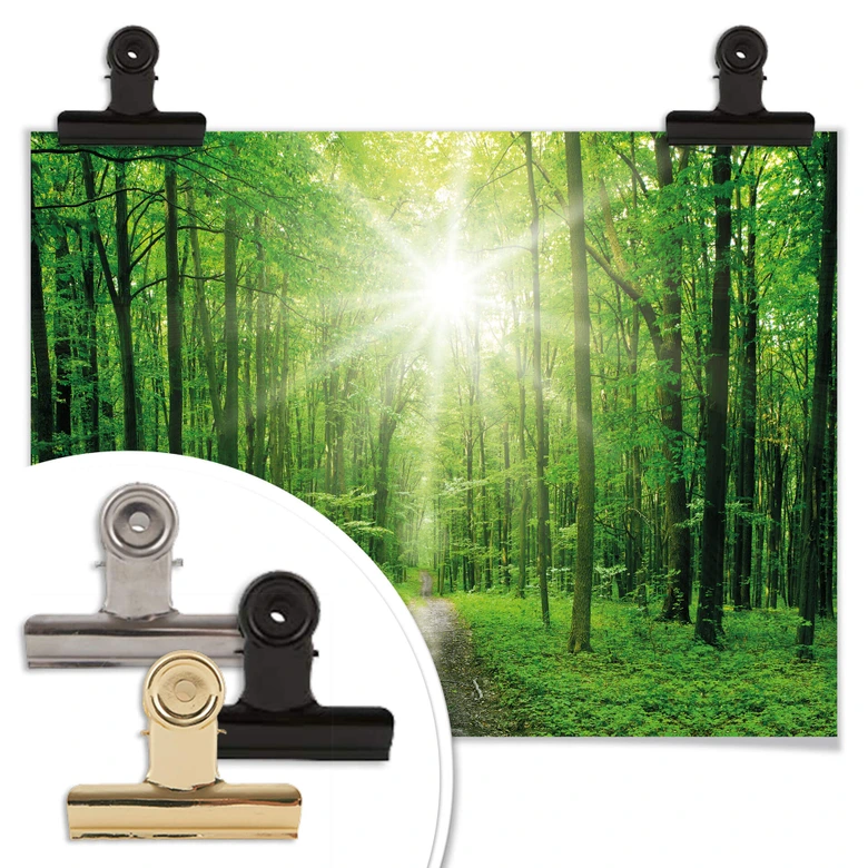 Poster Sunny Forest 