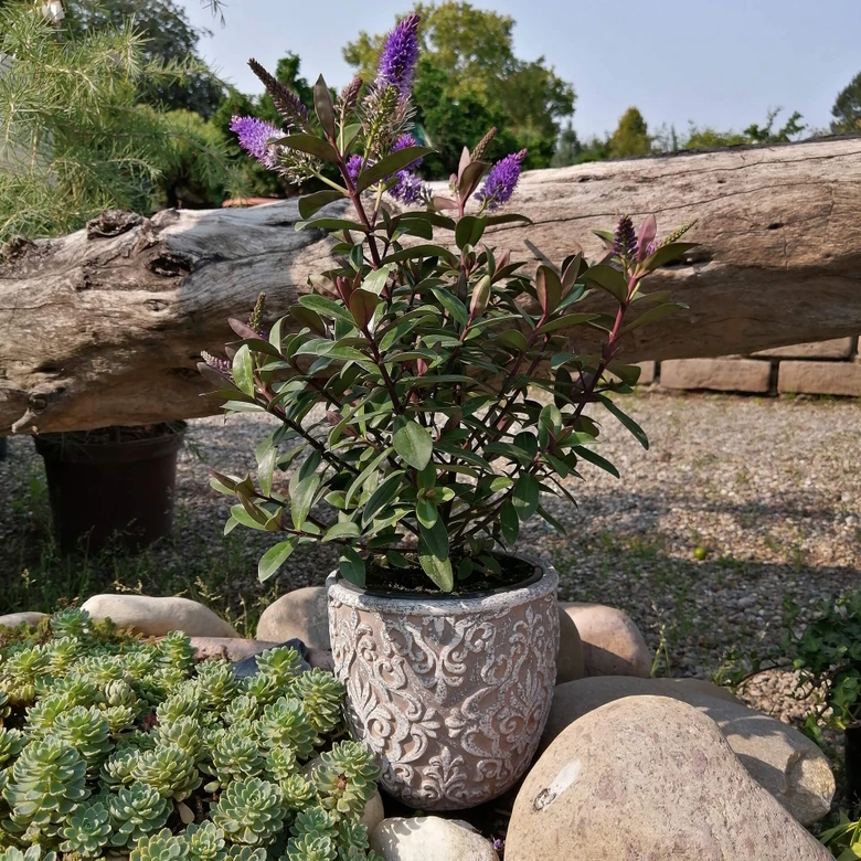 Blumentopf Beton mit Verzierung 