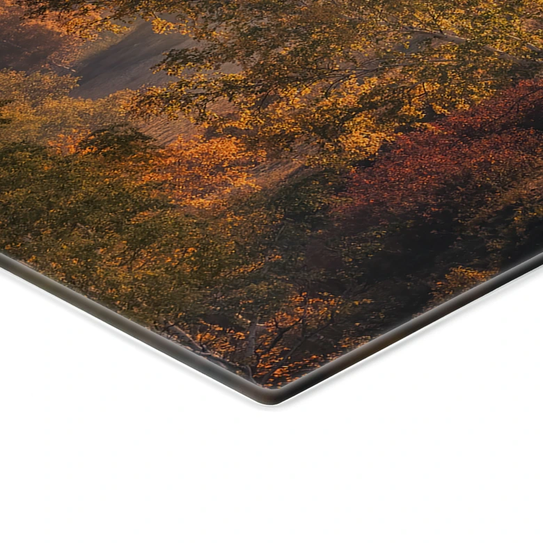 Plaque de cuisinière Bouleaux dans la rosée dorée du matin - Cui 