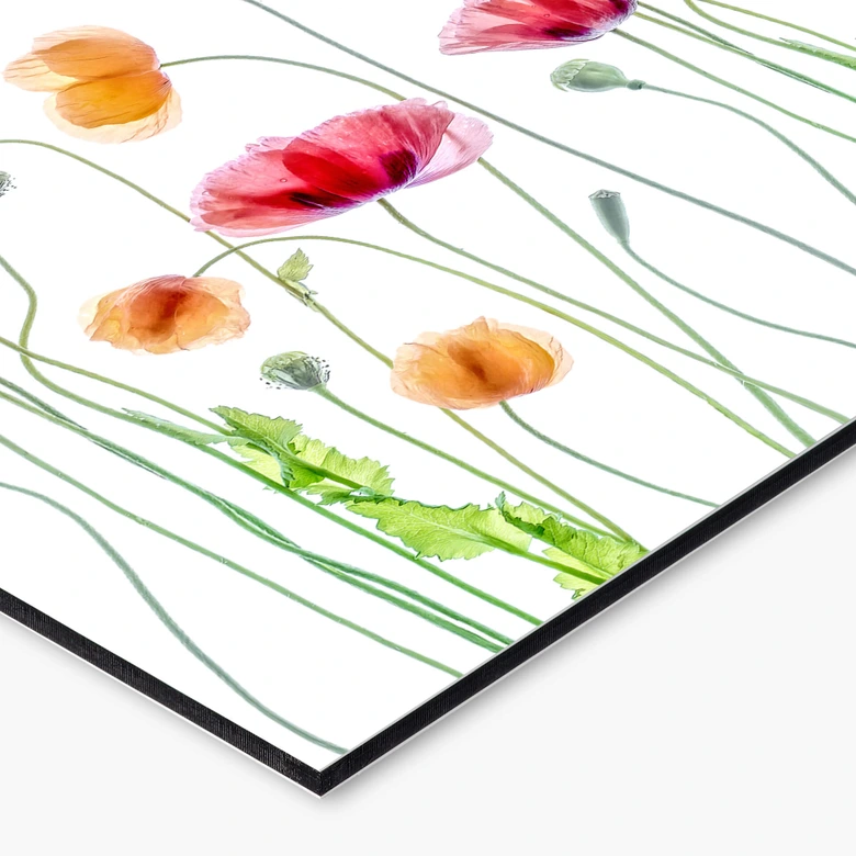Küchenrückwand Blumen - Bunte Mohnblumen - Disher 