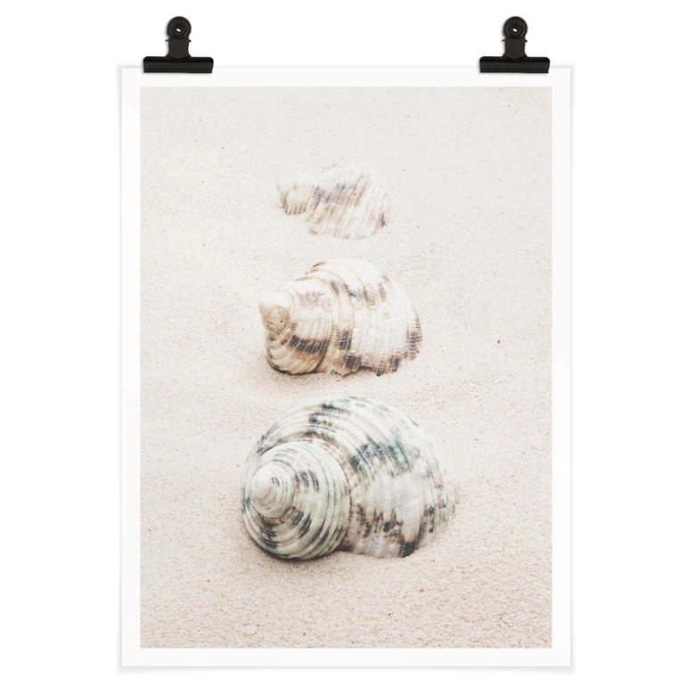 Poster 1X Studio - Meeresschnecken 