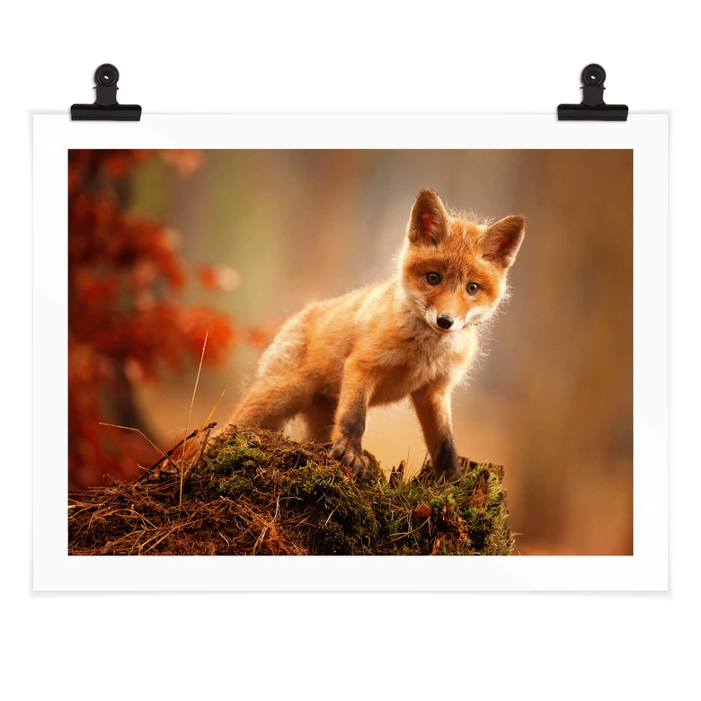 Poster Adamec - Junger Fuchs im Wald 