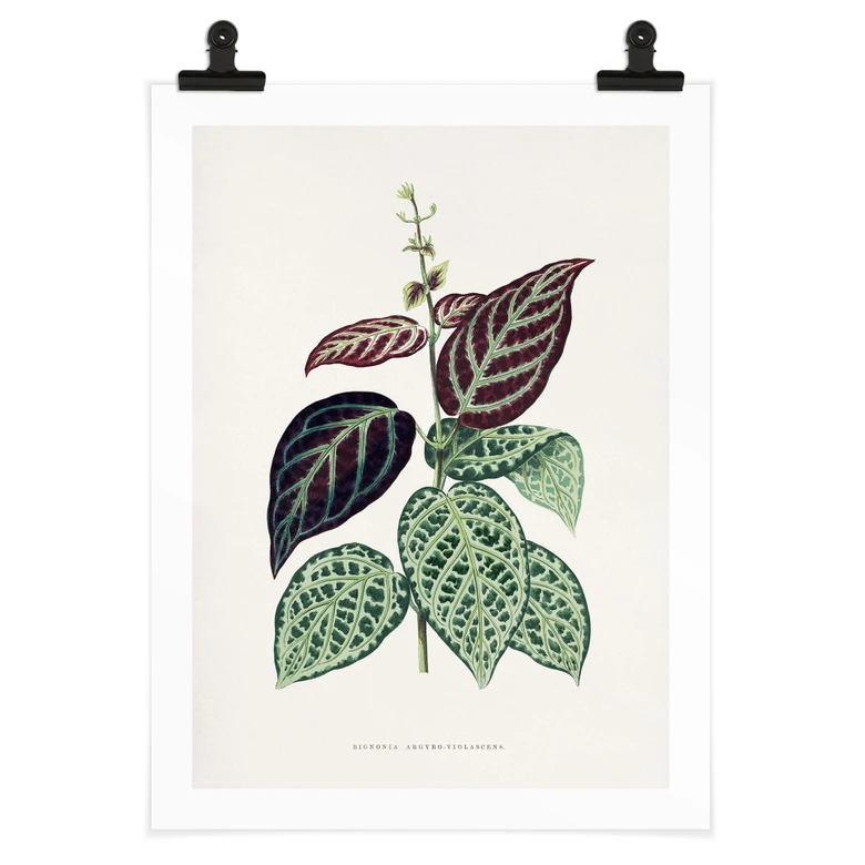 Poster Blatt Illustration - Bignonia Argyro Violacea 