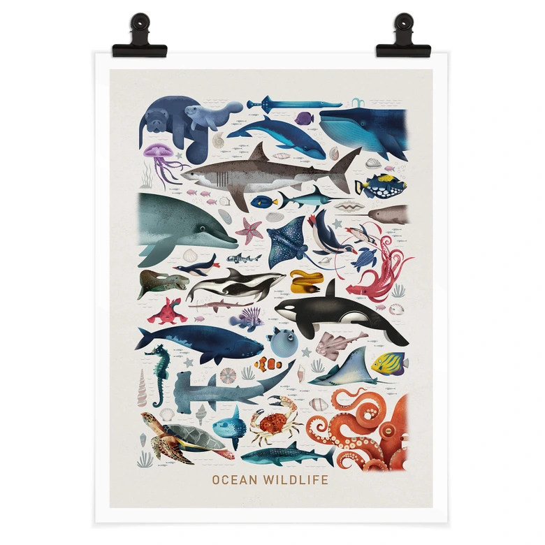 Poster Braun - Ocean Wildlife 