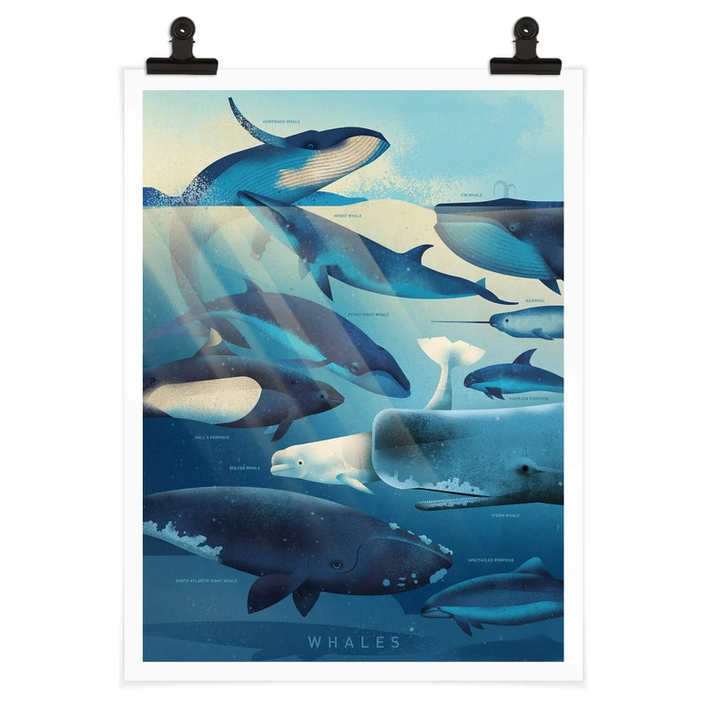 Poster Braun - Whales 