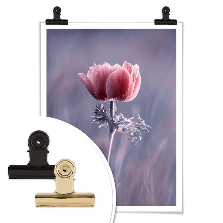 Plakat Bravin - Czerwony kwiat 