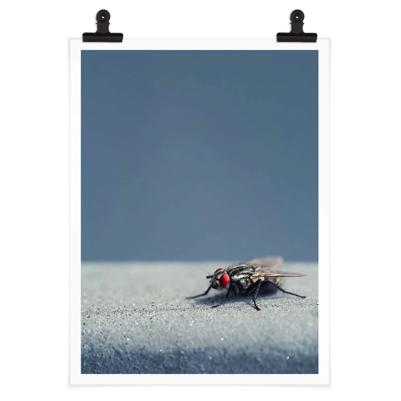 Poster Brown - Hausfliege auf Blau 
