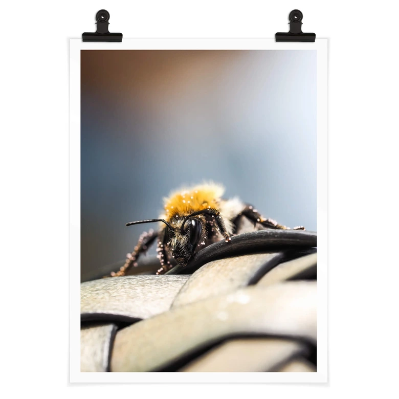 Poster Brown - Abeille 