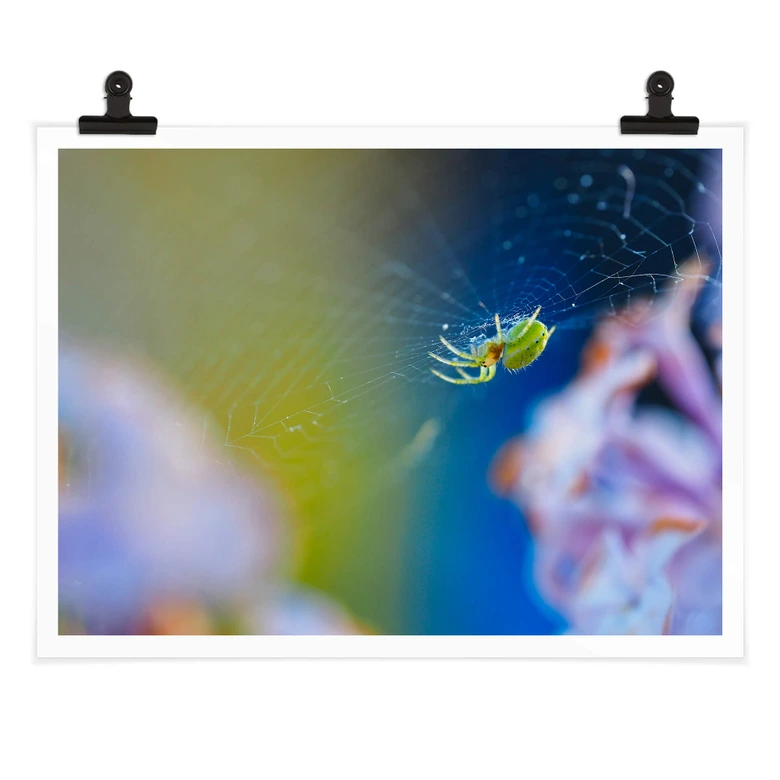 Poster Brown - Niedliche Spinne 