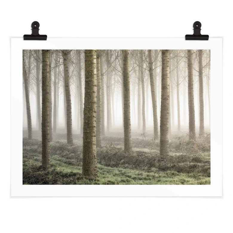 Plakat Carozzi - Bajkowy las w porannej mgle 