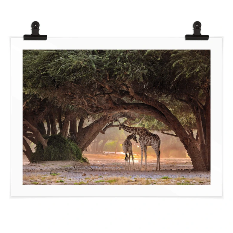Poster D'Amico - Zwei Giraffen in Namibias Savanne 