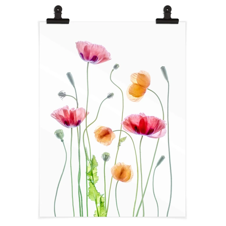 Poster Bunte Mohnblumen - Disher 