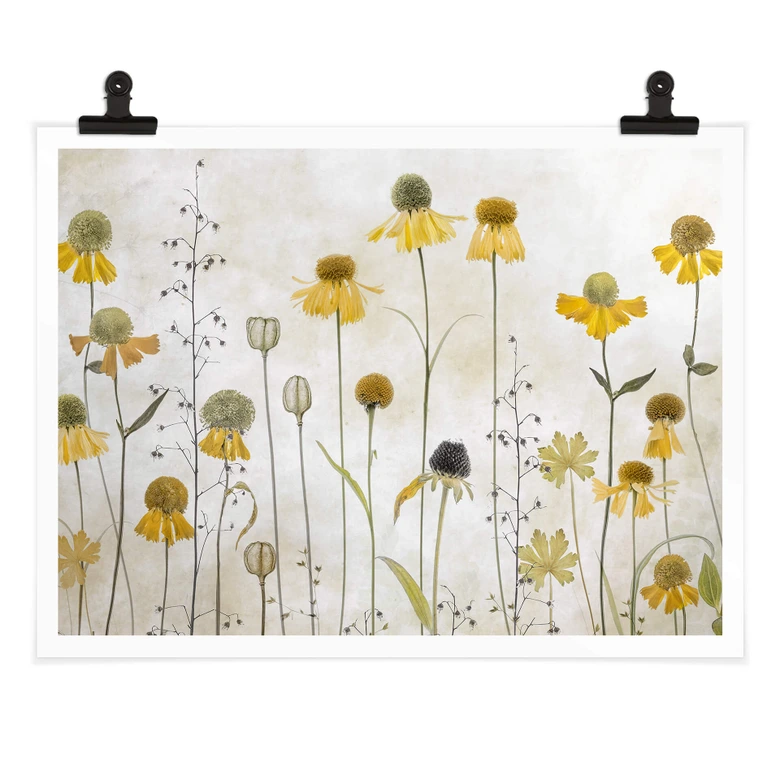 Plakat Disher - Słonecznik 