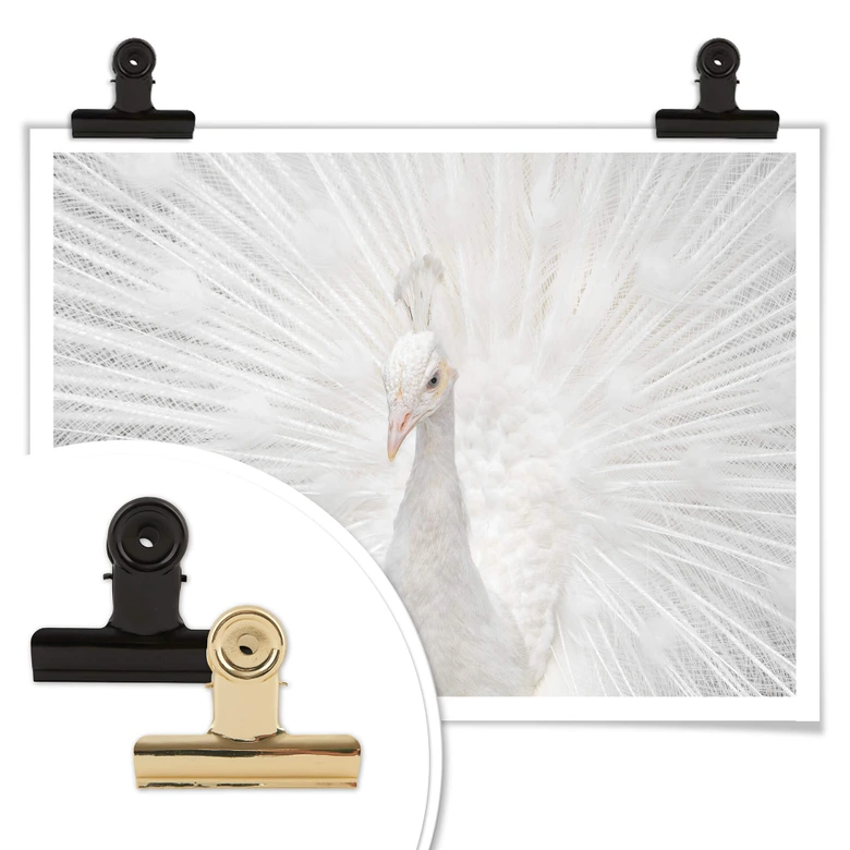 Póster Fegari - Pavo real blanco 