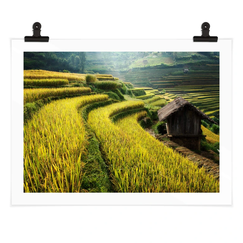 Poster Intarob - rizières au Vietnam 