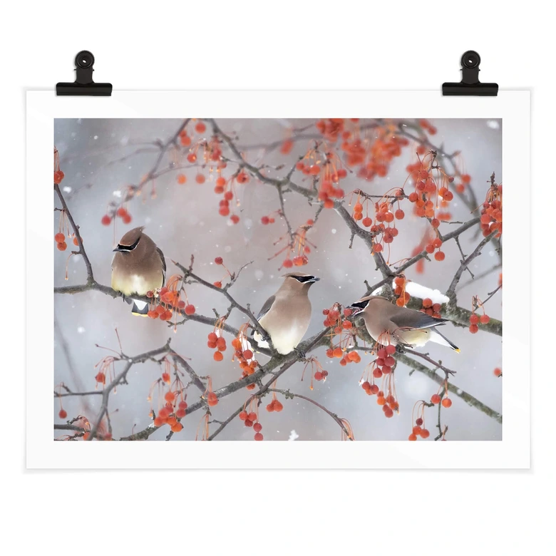 Poster Li - Drei Vögel in einer Winterlandschaft 