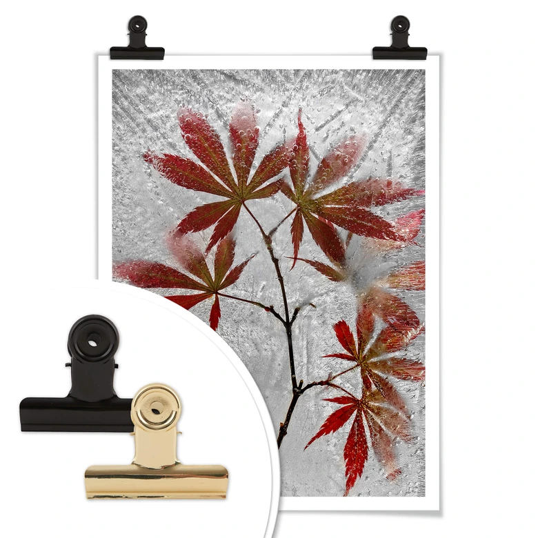 Poster Losada - Roter Ahorn 