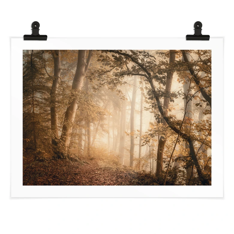 Poster Wald im morgendlichen Nebel - Maier 