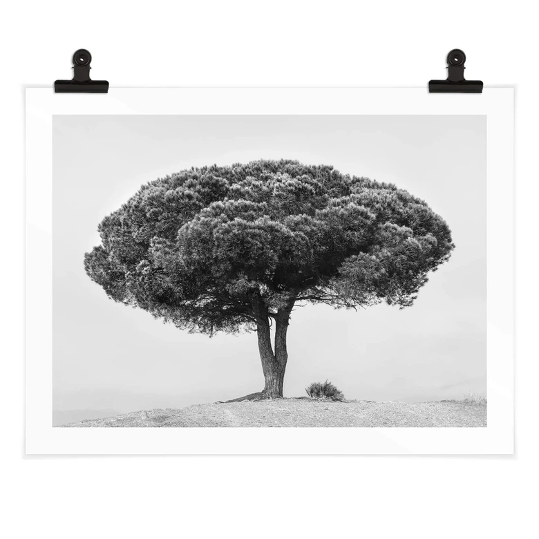 Plakat Martin - Drzewo w czerni i bieli 