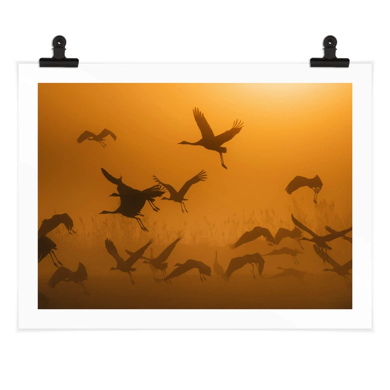 Plakat Rosenblatt - Stado ptaków o świcie 