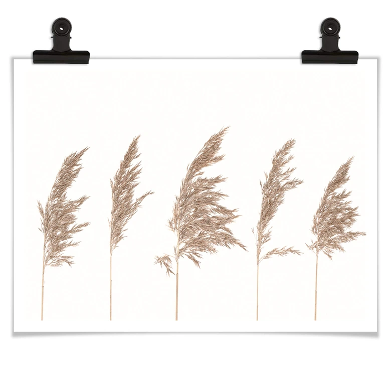 Poster Schilfgras 