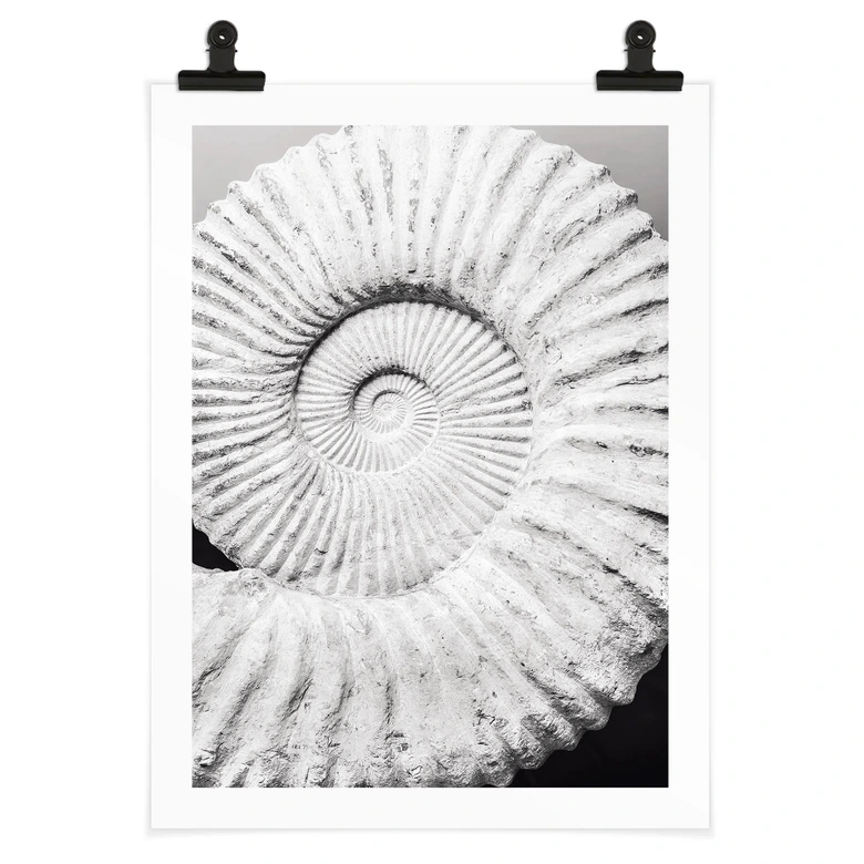 Poster Fossile Muschel - Shot by Clint 