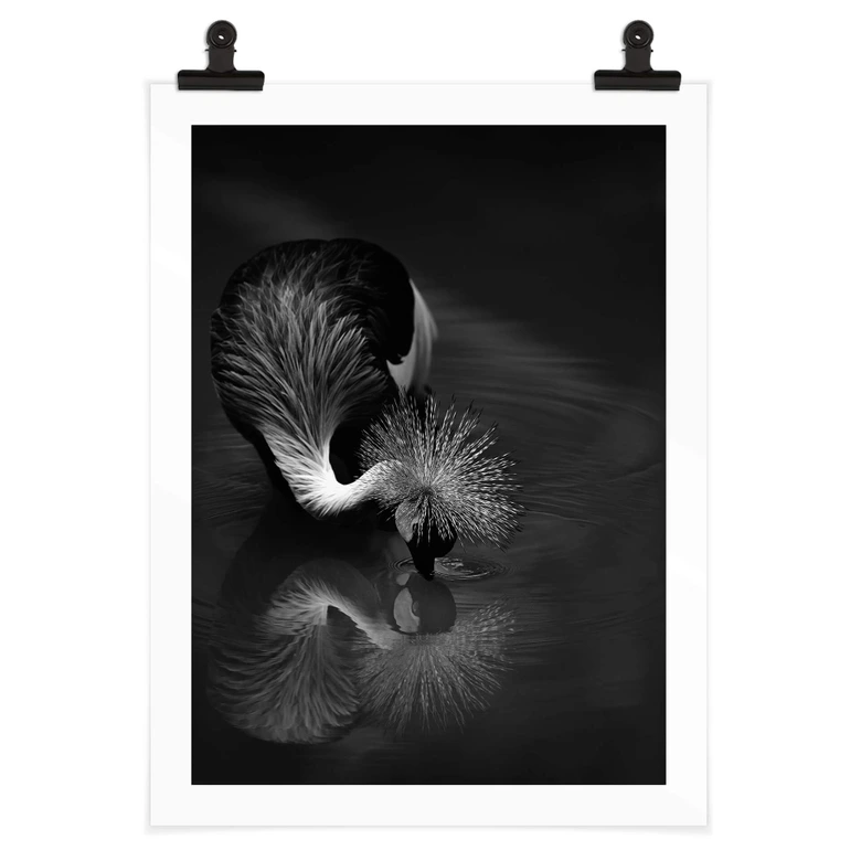 Poster Tjandra - Fågelreflexion - svartvitt 
