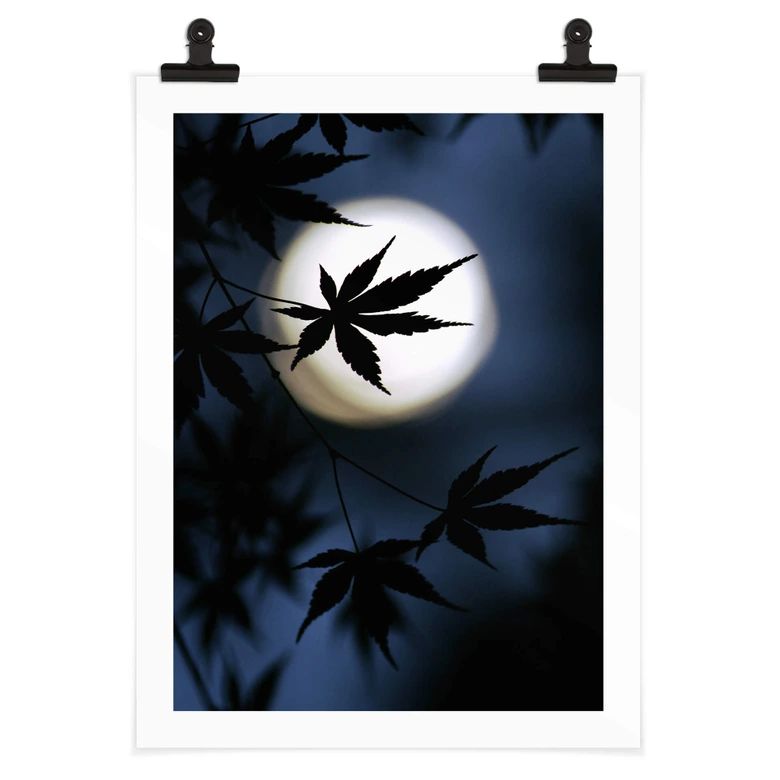Plakat Tomihisa - Japoński klon w świetle księżyca 