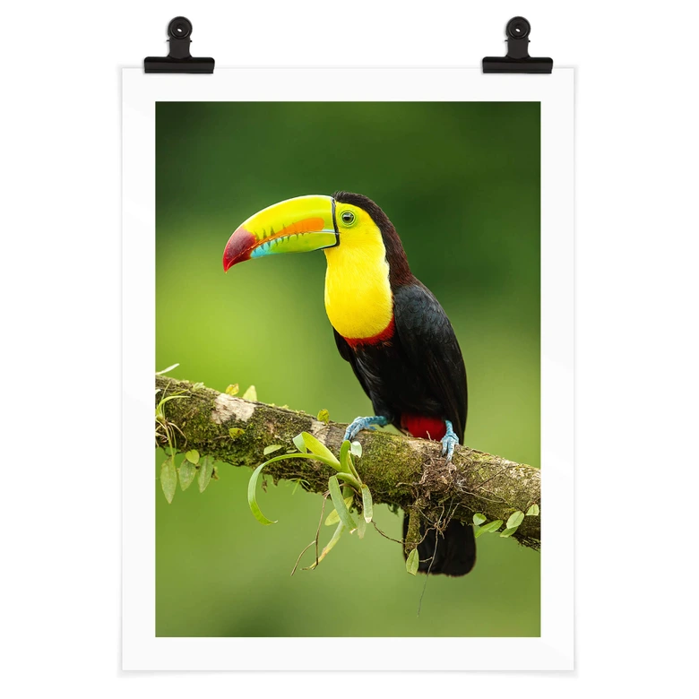 Poster van Duijn - Fischertukan in Costa Rica 