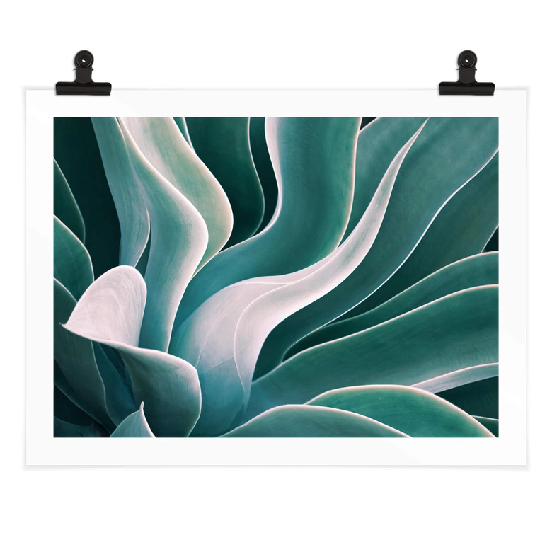 Poster Wechsler - Agave in de Ochtend 