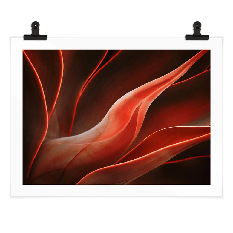 Poster Wechsler - Pflanzen Stillleben Agave im Herbst 