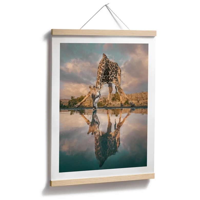 Safari Poster - Reflexion einer Giraffe in der Wildnis - Amtmann 
