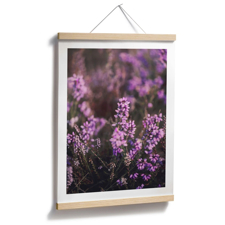 Poster Lila Heideblüte im warmen Licht - Annie 
