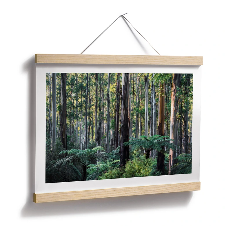 Poster Eukalyptusskog i Yarra Ranges - Colombo 